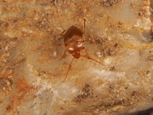 Paraspeonomus vandeli